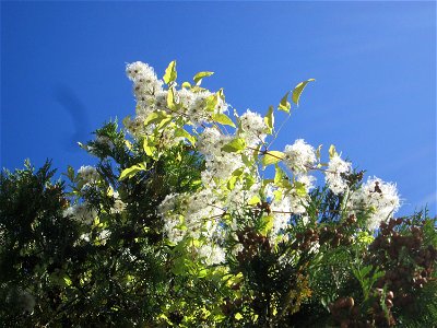Gewöhnliche Waldrebe (Clematis vitalba) in Bischmisheim