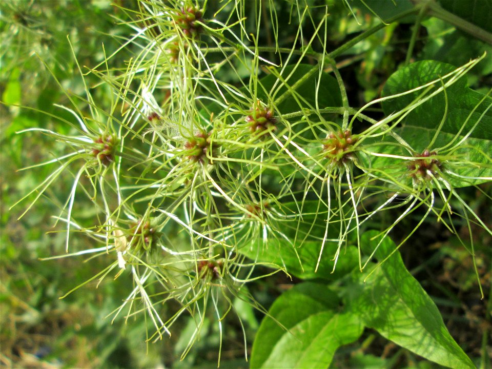Gewöhnliche Waldrebe (Clematis vitalba) am Straßenrand in Brebach
