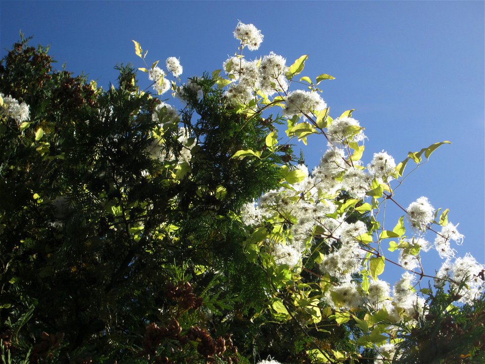 Gewöhnliche Waldrebe (Clematis vitalba) in Bischmisheim