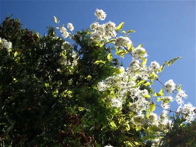 Gewöhnliche Waldrebe (Clematis vitalba) in Bischmisheim
