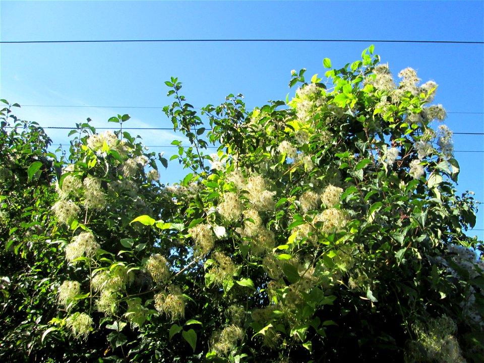 Gewöhnliche Waldrebe (Clematis vitalba) auf der Bischmisheimer Höhe