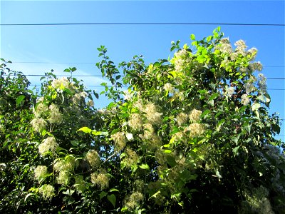 Gewöhnliche Waldrebe (Clematis vitalba) auf der Bischmisheimer Höhe