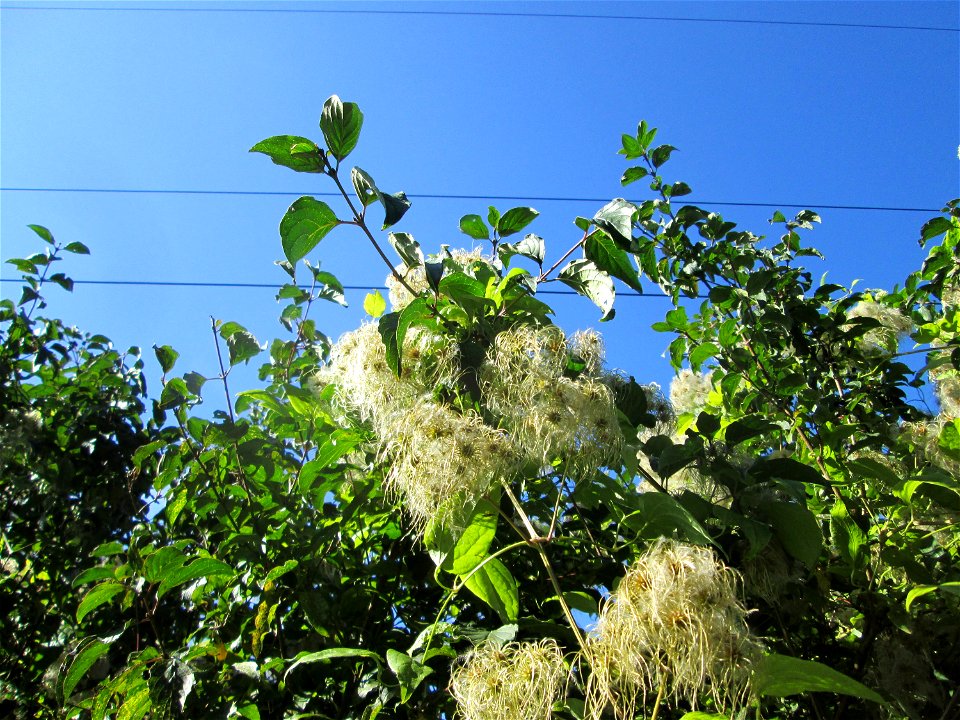 Gewöhnliche Waldrebe (Clematis vitalba) auf der Bischmisheimer Höhe