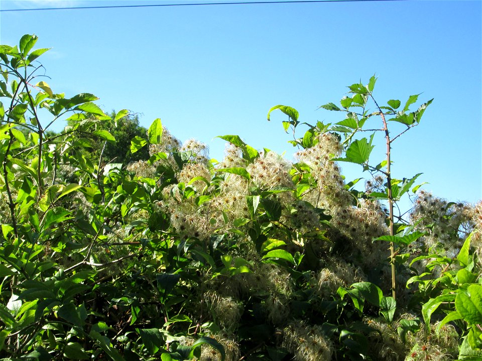 Gewöhnliche Waldrebe (Clematis vitalba) auf der Bischmisheimer Höhe