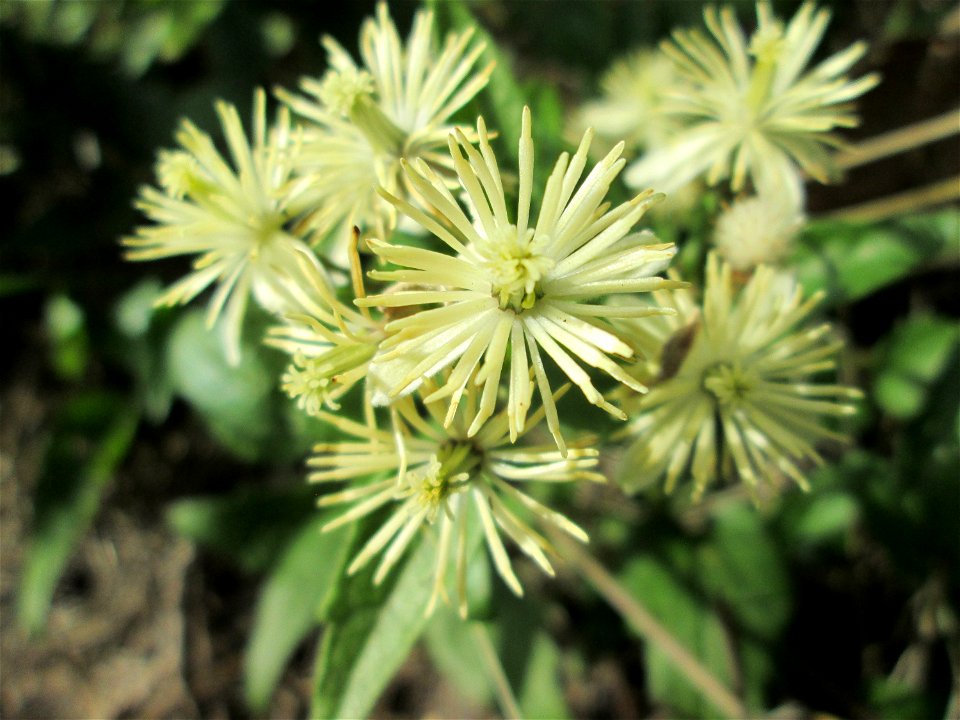 Gewöhnliche Waldrebe (Clematis vitalba) in Brebach
