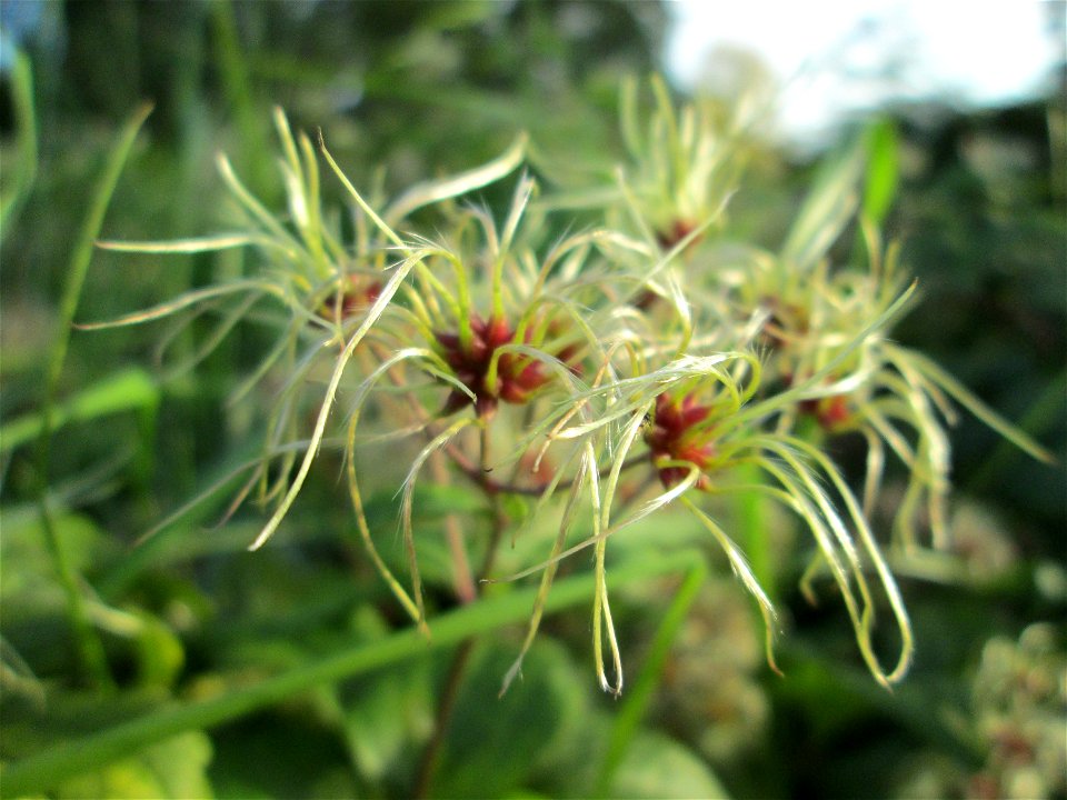 Gewöhnliche Waldrebe (Clematis vitalba) in Güdingen-Unner