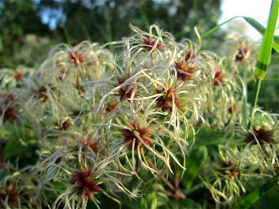 Gewöhnliche Waldrebe (Clematis vitalba) in Güdingen-Unner