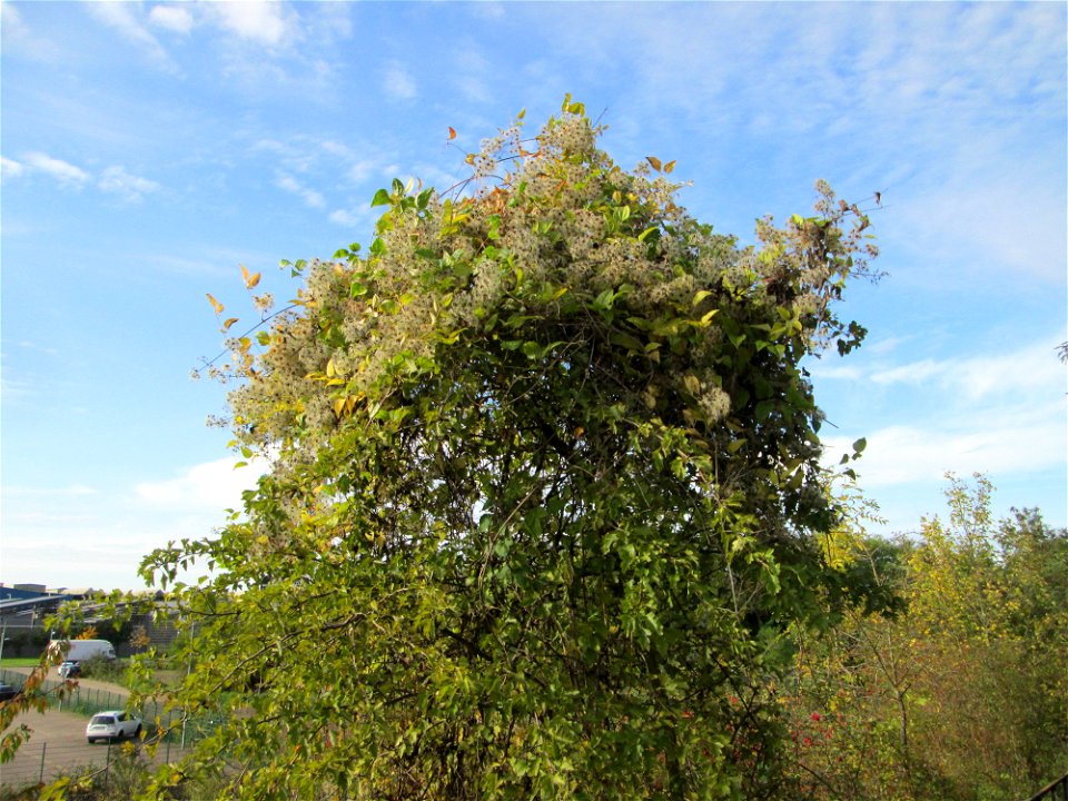 Gewöhnliche Waldrebe (Clematis vitalba) in Malstatt
