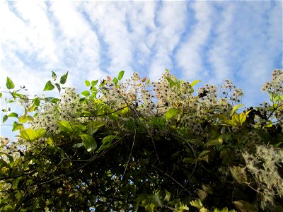 Gewöhnliche Waldrebe (Clematis vitalba) in Malstatt