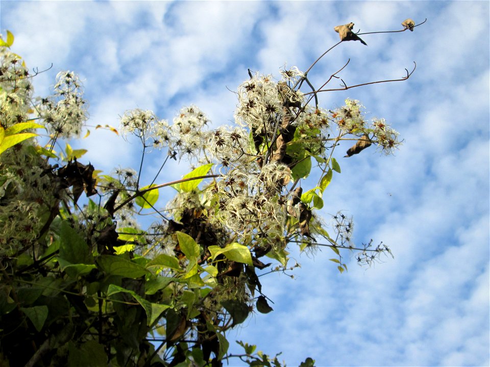 Gewöhnliche Waldrebe (Clematis vitalba) in Malstatt