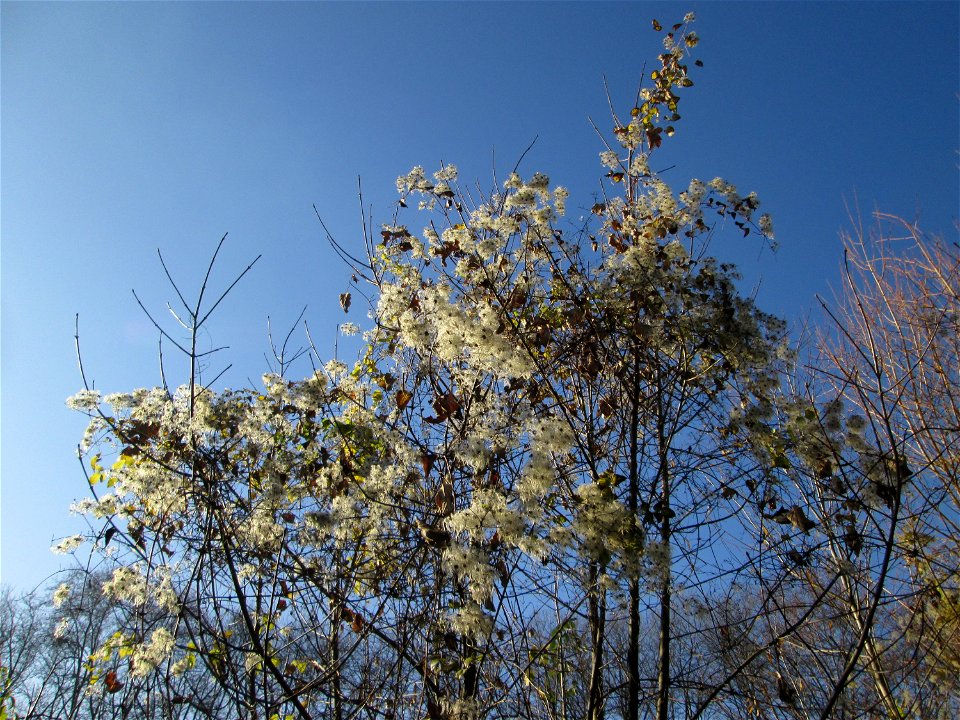 Gewöhnliche Waldrebe (Clematis vitalba) an der Saar in Saarbrücken