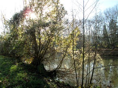 Gewöhnliche Waldrebe (Clematis vitalba) an der Saar in Saarbrücken