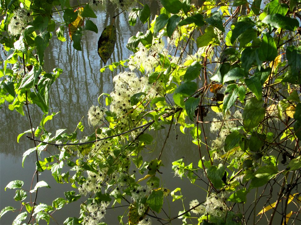 Gewöhnliche Waldrebe (Clematis vitalba) an der Saar in Saarbrücken
