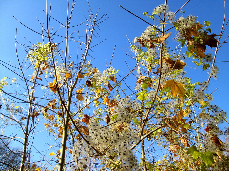 Gewöhnliche Waldrebe (Clematis vitalba) an der Saar in Saarbrücken