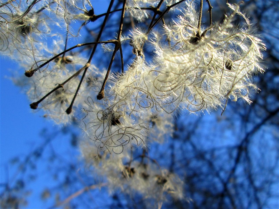 Gewöhnliche Waldrebe (Clematis vitalba) in Brebach