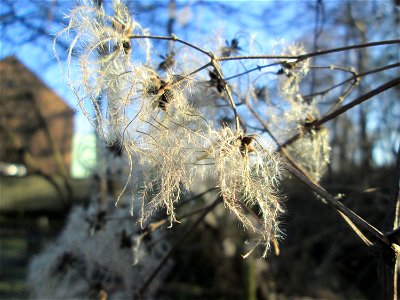 Gewöhnliche Waldrebe (Clematis vitalba) in Brebach