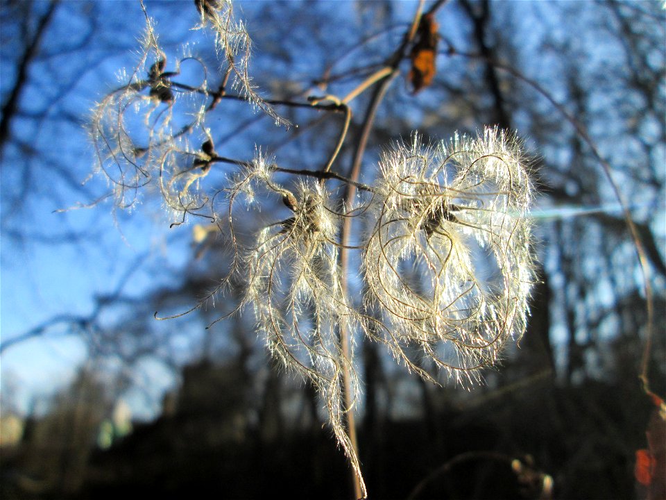 Gewöhnliche Waldrebe (Clematis vitalba) in Brebach