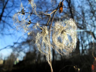 Gewöhnliche Waldrebe (Clematis vitalba) in Brebach
