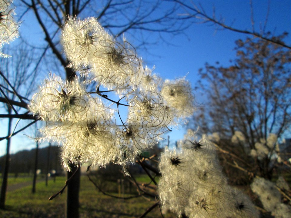 Gewöhnliche Waldrebe (Clematis vitalba) in Saarbrücken