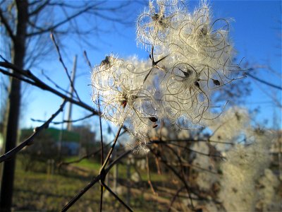 Gewöhnliche Waldrebe (Clematis vitalba) in Saarbrücken