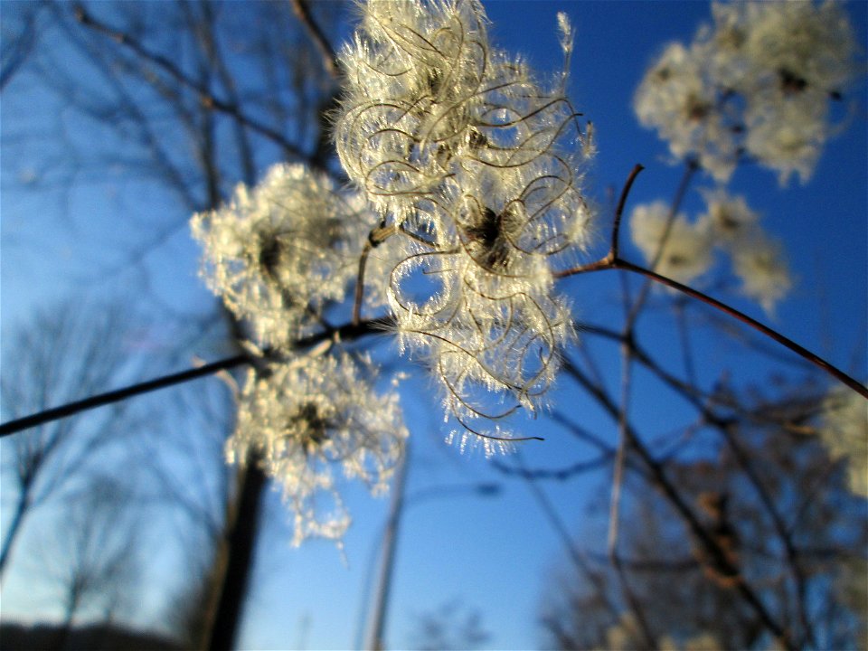 Gewöhnliche Waldrebe (Clematis vitalba) in Saarbrücken