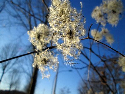 Gewöhnliche Waldrebe (Clematis vitalba) in Saarbrücken