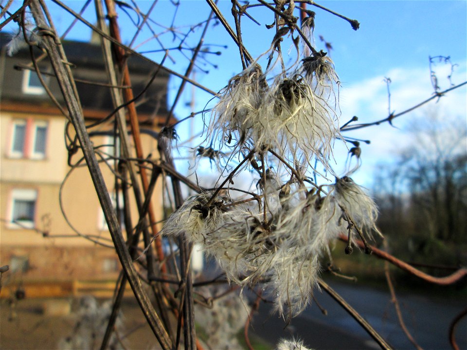 Gewöhnliche Waldrebe (Clematis vitalba) in Brebach