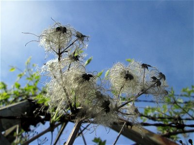 Gewöhnliche Waldrebe (Clematis vitalba) in Brebach