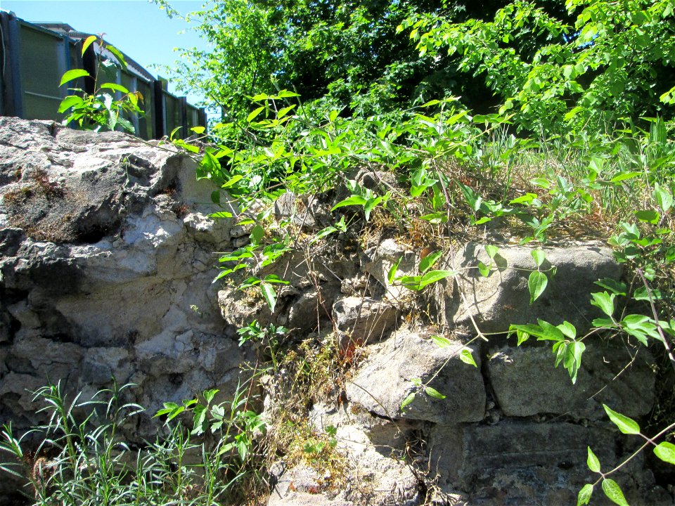 Gewöhnliche Waldrebe (Clematis vitalba) auf einem Mauerrest neben der Dudweilerstraße in Saarbrücken