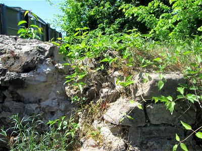 Gewöhnliche Waldrebe (Clematis vitalba) auf einem Mauerrest neben der Dudweilerstraße in Saarbrücken