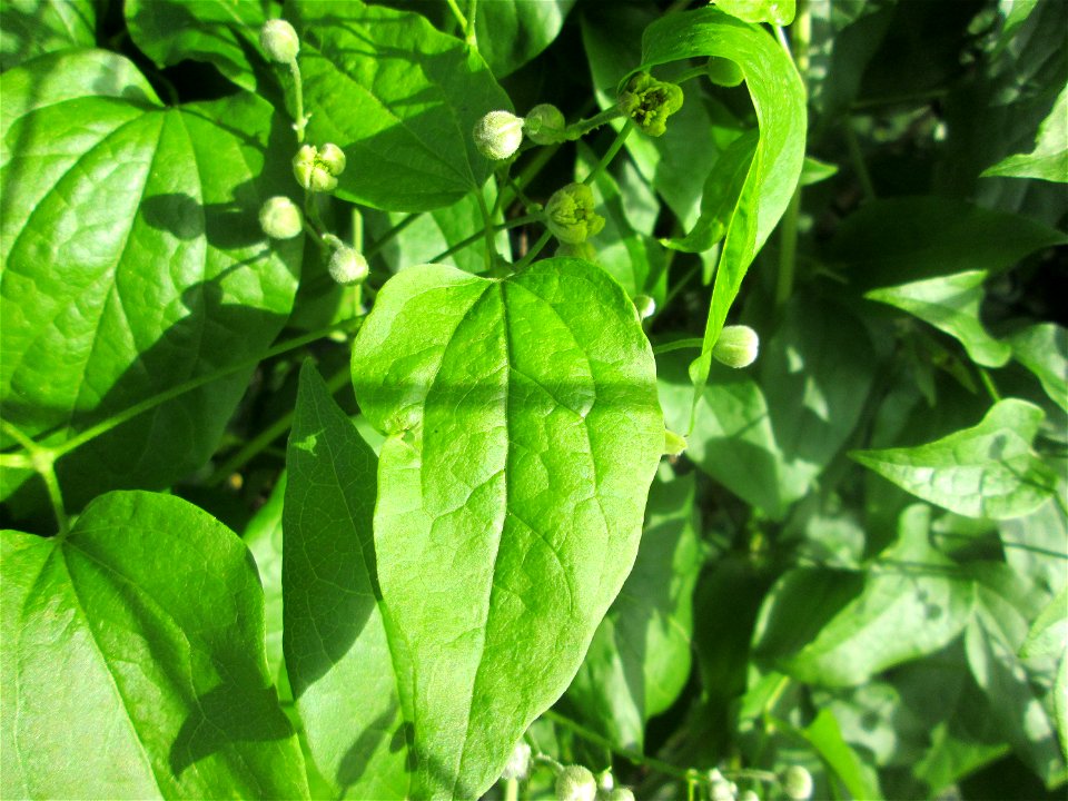 Gewöhnliche Waldrebe (Clematis vitalba) in Brebach