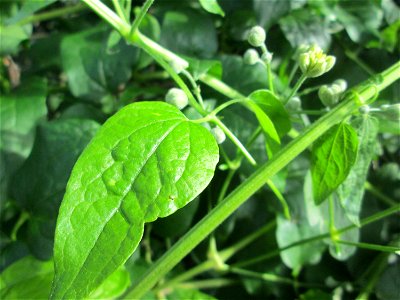 Gewöhnliche Waldrebe (Clematis vitalba) in Brebach