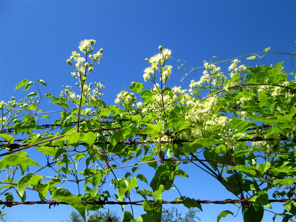 Gewöhnliche Waldrebe (Clematis vitalba) in Brebach