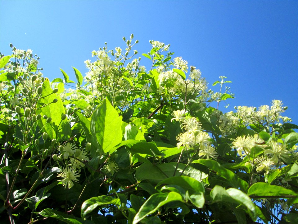 Gewöhnliche Waldrebe (Clematis vitalba) in Brebach