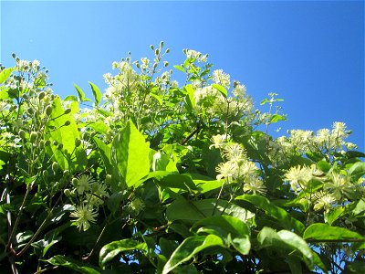 Gewöhnliche Waldrebe (Clematis vitalba) in Brebach