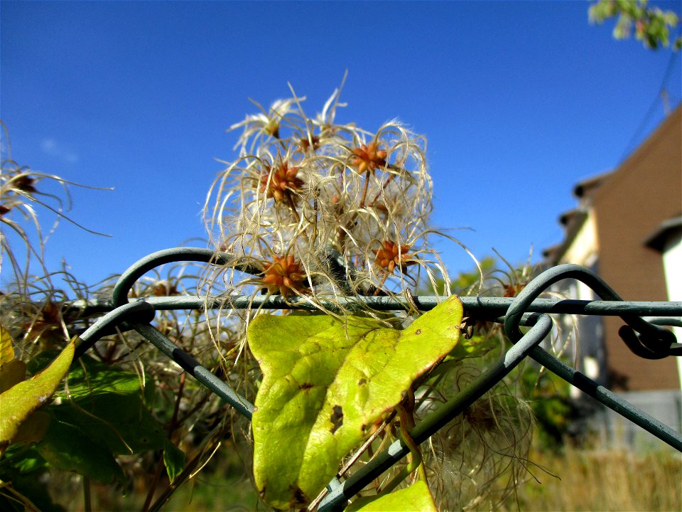 Gewöhnliche Waldrebe (Clematis vitalba) in einem aufgelassenen Schrebergarten Brebach