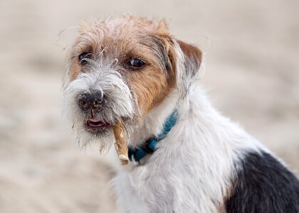 Russel jack russel nature photo