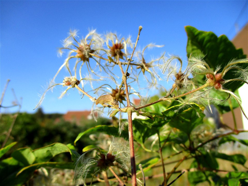 Gewöhnliche Waldrebe (Clematis vitalba) in einem aufgelassenen Schrebergarten Brebach