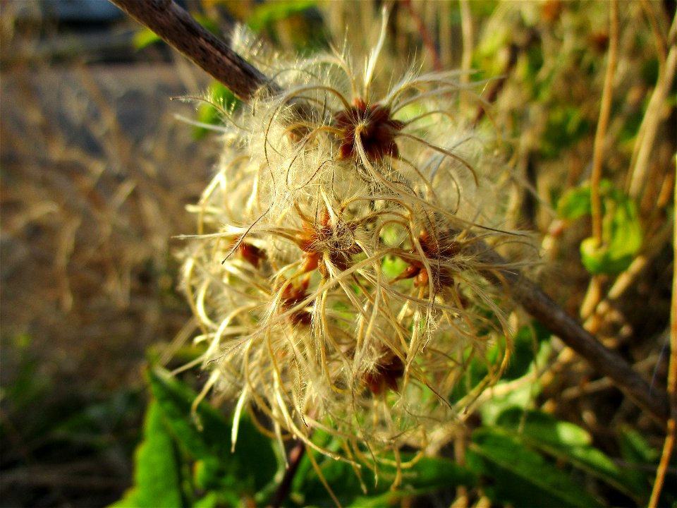 Gewöhnliche Waldrebe (Clematis vitalba) in Brebach