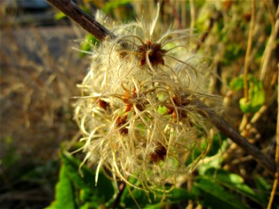 Gewöhnliche Waldrebe (Clematis vitalba) in Brebach