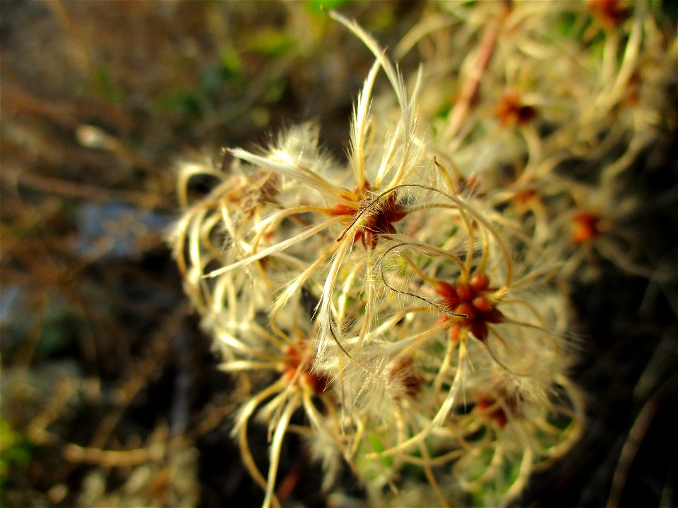 Gewöhnliche Waldrebe (Clematis vitalba) in Brebach