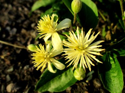 Gewöhnliche Waldrebe (Clematis vitalba) in Brebach