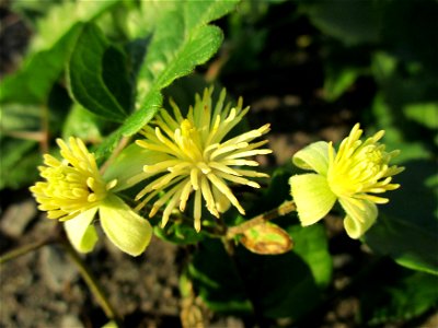 Gewöhnliche Waldrebe (Clematis vitalba) in Brebach