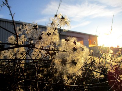 Gewöhnliche Waldrebe (Clematis vitalba) in Brebach