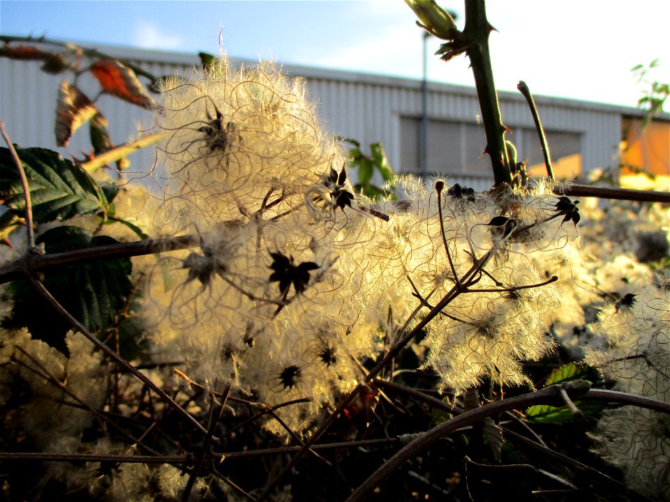 Gewöhnliche Waldrebe (Clematis vitalba) in Brebach