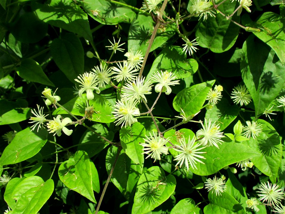 Gewöhnliche Waldrebe (Clematis vitalba) am Wickersberg bei Ensheim