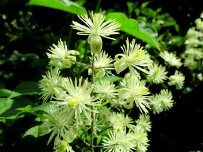 Gewöhnliche Waldrebe (Clematis vitalba) am Wickersberg bei Ensheim