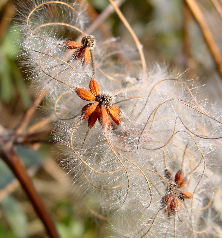 Clematis vitalba fruits