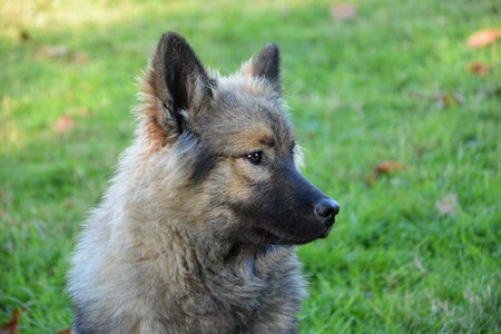 Portrait of profile young female eurasier pet