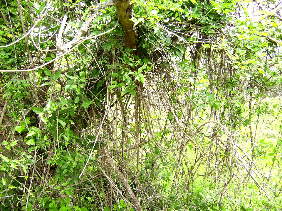 Liana Clematis vitalba hanging on a fig tree, Catalonia